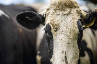 Beef cattle and cows in Australi