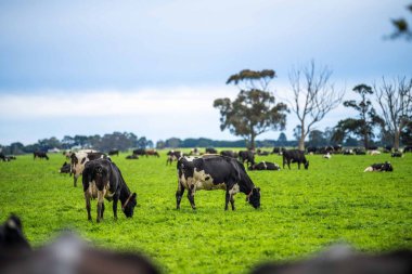 Beef cattle and cows in Australi