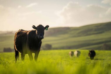 Beef cattle and cows in Australi
