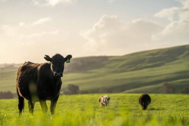 Beef cattle and cows in Australi
