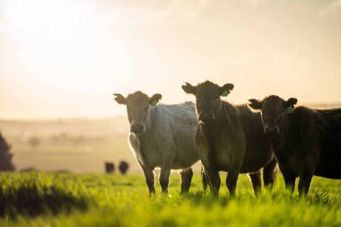 Beef cattle and cows in Australi
