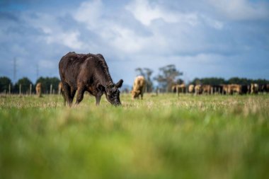 Beef cattle and cows in Australi