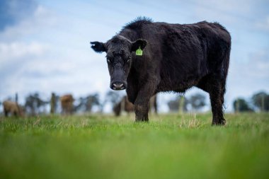 Beef cattle and cows in Australi