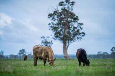Beef cattle and cows in Australi