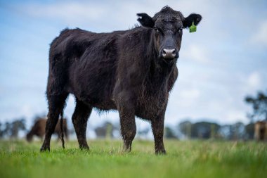 Beef cattle and cows in Australi
