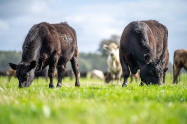 Beef cattle and cows in Australi