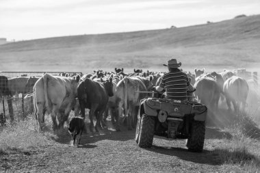 Beef cattle and cows in Australi