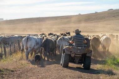 Beef cattle and cows in Australi