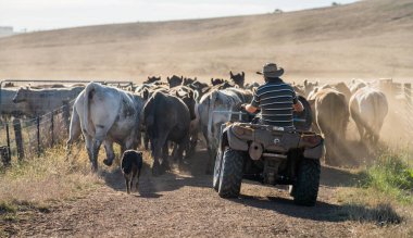 Beef cattle and cows in Australi