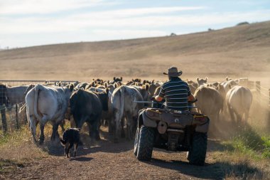 Beef cattle and cows in Australi