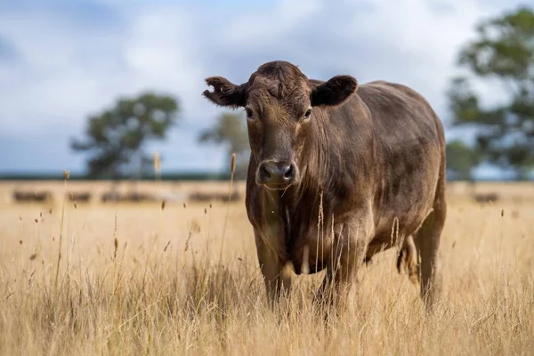 Beef Cattle Cows Australi — Stock Fotó