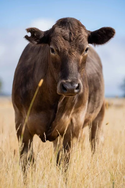 Beef Cattle Cows Australi — Zdjęcie stockowe