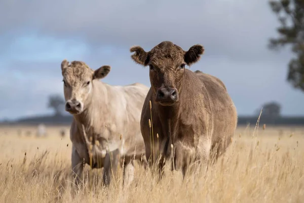 Beef Cattle Cows Australi —  Fotos de Stock