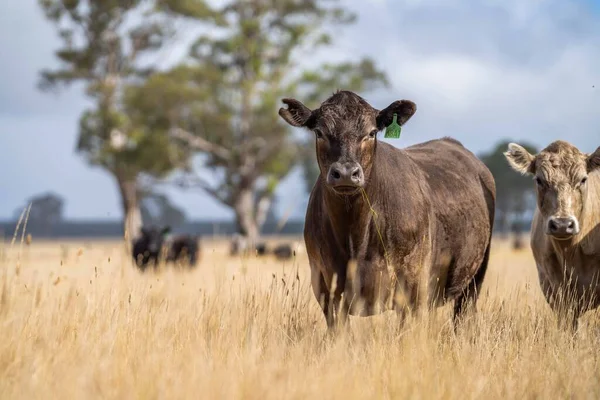 Beef cattle and cows in Australi