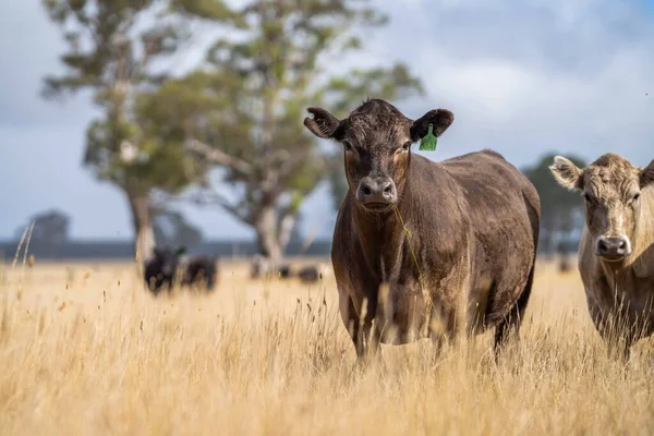Beef Cattle Cows Australi — Fotografia de Stock