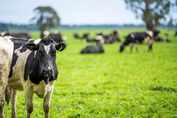 Beef cattle and cows in Australi
