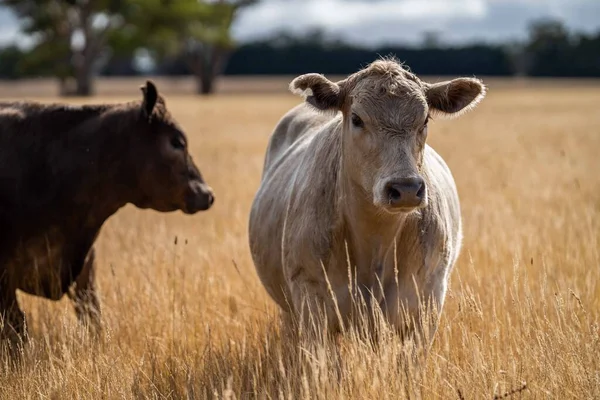 Beef Cattle Cows Australi – stockfoto