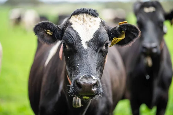 Beef Cattle Cows Australi — Stock Fotó