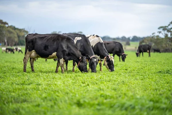 Beef Cattle Cows Australi —  Fotos de Stock