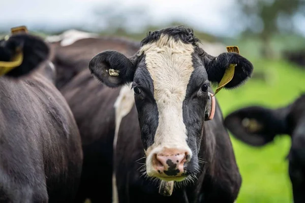 Beef Cattle Cows Australi — Stock Fotó