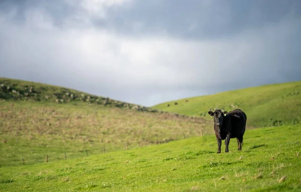 Beef Cattle Cows Australi —  Fotos de Stock