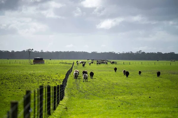 Beef cattle and cows in Australi