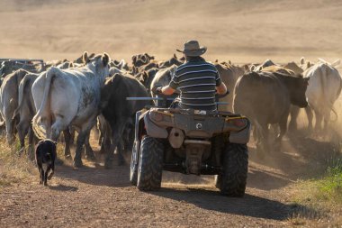 Beef cattle and cows in Australi