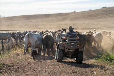 Beef cattle and cows in Australi