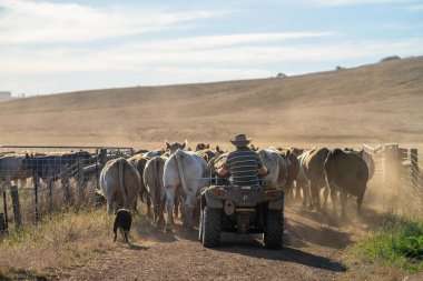 Beef cattle and cows in Australi