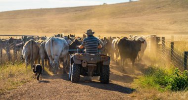 Beef cattle and cows in Australi