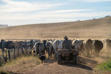 Beef cattle and cows in Australi