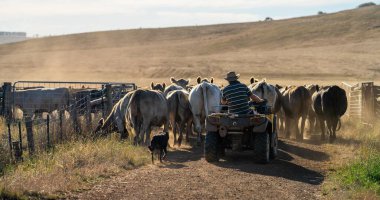 Beef cattle and cows in Australi