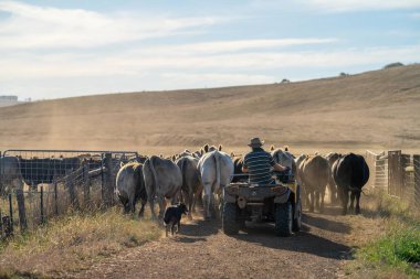 Beef cattle and cows in Australi