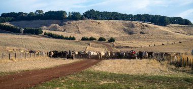Beef cattle and cows in Australi