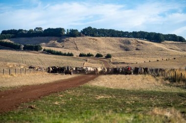 Beef cattle and cows in Australi