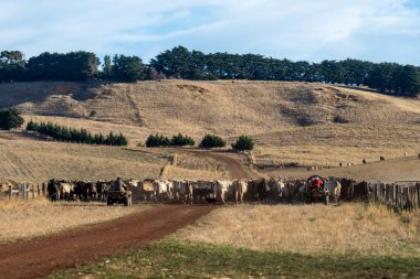Beef cattle and cows in Australi