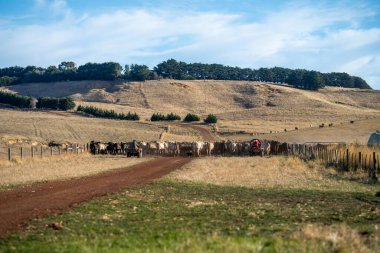Beef cattle and cows in Australia