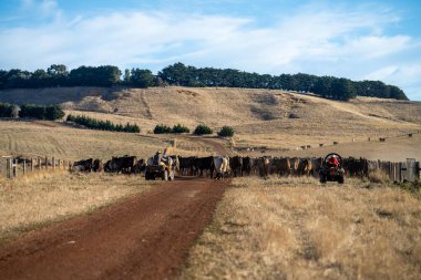 Beef cattle and cows in Australia