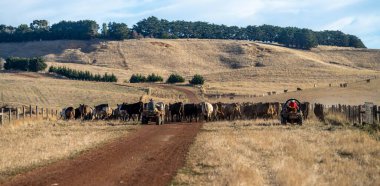 Beef cattle and cows in Australia