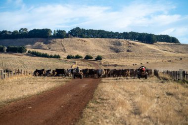 Beef cattle and cows in Australia