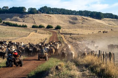 Beef cattle and cows in Australia