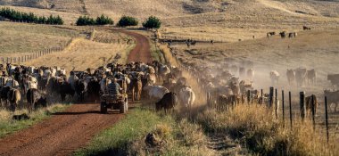 Beef cattle and cows in Australia