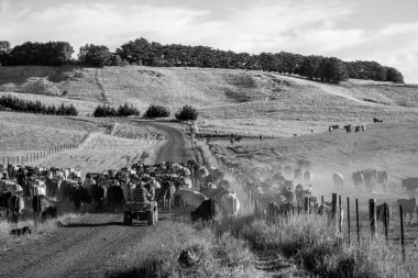 Beef cattle and cows in Australia