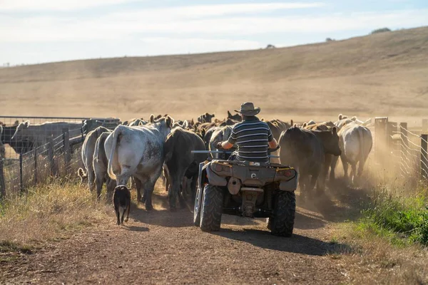 Beef cattle and cows in Australi