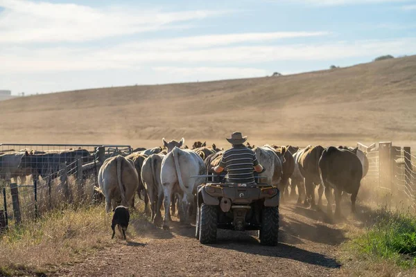Beef cattle and cows in Australi