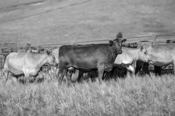 Beef Cattle Cows Australi — Fotografia de Stock
