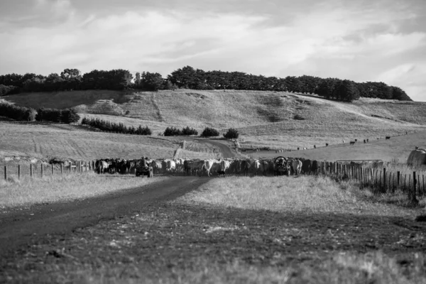 Beef Cattle Cows Australi — Fotografia de Stock