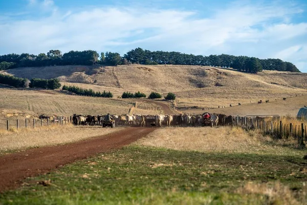 Beef cattle and cows in Australia