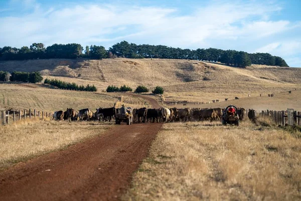 Beef cattle and cows in Australia