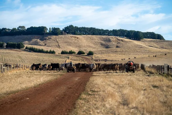 Beef cattle and cows in Australia